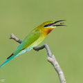 Blue-tailed Bee-eater-220108-135MSDCF-FRY06473-W.jpg