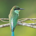 Blue-throated Bee-eater-110715-104EOS1D-FYAP0405-W.jpg