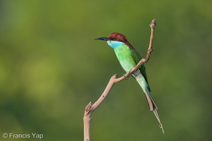 Blue-throated Bee-eater-130317-105EOS1D-FY1X8509-W.jpg