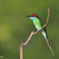 Blue-throated Bee-eater-130317-105EOS1D-FY1X8509-W.jpg