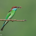 Blue-throated Bee-eater-240609-232MSDCF-FYP00016-W.jpg