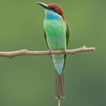 Blue-throated Bee-eater-240609-232MSDCF-FYP02787-W.jpg