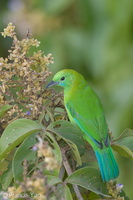 Blue-winged Leafbird-140221-114EOS1D-FY1X2850-W.jpg