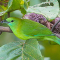 Blue-winged Leafbird-171222-106ND500-FYP_7956-W.jpg