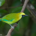 Blue-winged Leafbird-181018-111ND500-FYP_8199-W.jpg