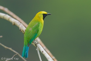 Blue-winged Leafbird-250411-102FRYAP-FYA05878-W.jpg