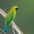 Blue-winged Leafbird-250411-102FRYAP-FYA05878-W.jpg