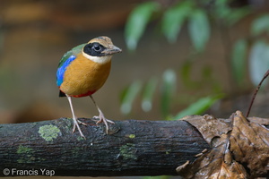 Blue-winged Pitta-120302-109EOS1D-FYAP4894-W.jpg