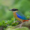 Blue-winged Pitta-131022-110EOS1D-FY1X9777-W.jpg