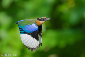 Blue-winged Pitta-250615-111FRYAP-FYA04620-W.jpg