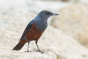 Blue Rock Thrush-111102-105EOS1D-FYAP8177-W.jpg