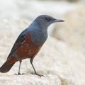 Blue Rock Thrush-111102-105EOS1D-FYAP8177-W.jpg