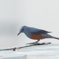 Blue Rock Thrush-170220-109EOS1D-F1X28721-W.jpg