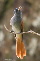Blyth's Paradise Flycatcher-240915-245MSDCF-FYP06927-W.jpg
