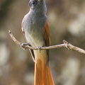 Blyth's Paradise Flycatcher-240915-245MSDCF-FYP06927-W.jpg