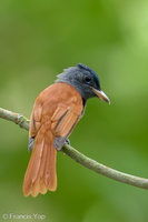 Blyth's Paradise Flycatcher-240915-245MSDCF-FYP08768-W.jpg