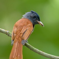 Blyth's Paradise Flycatcher-240915-245MSDCF-FYP08768-W.jpg