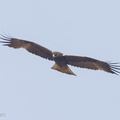 Booted Eagle-131108-111EOS1D-FY1X4357-W.jpg