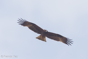Booted Eagle-131108-111EOS1D-FY1X4367-W.jpg