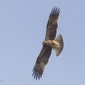 Booted Eagle-161113-107EOS1D-F1X22089-W.jpg