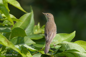 Booted Warbler-171211-106ND500-FYP_4307-W.jpg