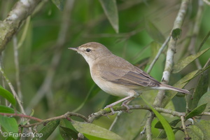 Booted Warbler-180106-107ND500-FYP_5103-W.jpg