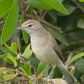 Booted Warbler-180106-107ND500-FYP_5240-W.jpg