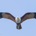 Brahminy KIte-240319-219MSDCF-FYP06849-W.jpg