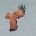 Brahminy Kite-131124-111EOS1D-FY1X7445-W.jpg