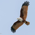 Brahminy Kite-191016-100MSDCF-FYP09637-W.jpg
