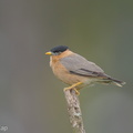 Brahminy Starling-160208-123EOS1D-FY1X4179-W.jpg