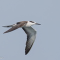 Bridled Tern-210926-121MSDCF-FRY01759-W.jpg
