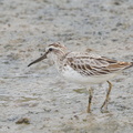 Broad-billed Sandpiper-120916-113EOS1D-FYAP0894-W.jpg