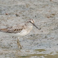Broad-billed Sandpiper-120916-113EOS1D-FYAP0934-W.jpg