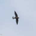 Brown-backed Needletail-170719-100ND500-FYP_6524-W.jpg