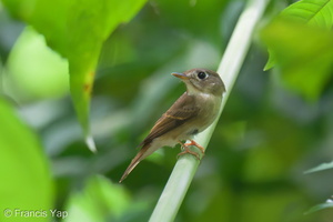 Brown-breasted Flycatcher-241021-247MSDCF-FYP07513-W.jpg