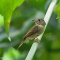 Brown-breasted Flycatcher-241021-247MSDCF-FYP07513-W.jpg