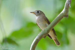 Brown-breasted Flycatcher-251019-127FRYAP-FYA00867-W.jpg