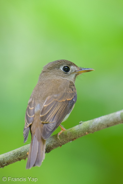 Brown-breasted_Flycatcher-251019-127FRYAP-FYA02107-W.jpg