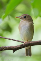 Brown-chested Jungle Flycatcher-111023-108EOS7D-IMG_7632-W.jpg