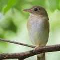 Brown-chested Jungle Flycatcher-111023-108EOS7D-IMG_7632-W.jpg