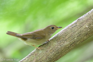 Brown-chested Jungle Flycatcher-120926-101EOS1D-FY1X9782-W.jpg