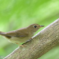 Brown-chested Jungle Flycatcher-120926-101EOS1D-FY1X9782-W.jpg