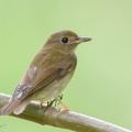 Brown-chested Jungle Flycatcher-121012-102EOS1D-FY1X5043-W.jpg