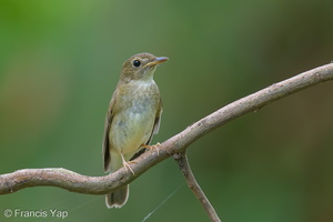 Brown-chested Jungle Flycatcher-131013-110EOS1D-FY1X6139-W.jpg