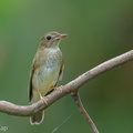 Brown-chested Jungle Flycatcher-131013-110EOS1D-FY1X6139-W.jpg