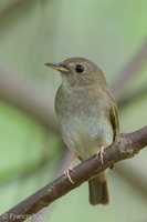 Brown-chested Jungle Flycatcher-140410-115EOS1D-FY1X4695-W.jpg