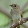 Brown-chested Jungle Flycatcher-140410-115EOS1D-FY1X4695-W.jpg