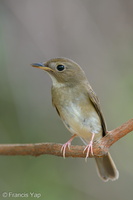 Brown-chested Jungle Flycatcher-191011-100MSDCF-FYP05138-W.jpg