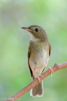 Brown-chested Jungle Flycatcher-191011-100MSDCF-FYP05716-W.jpg
